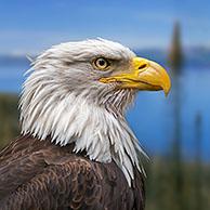 Bald eagle (Haliaeetus leucocephalus), bird of prey native to North America. Digital composite